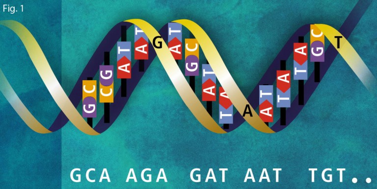 4 lettres symbolisant les bases de l'adn