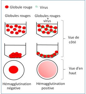Test: les virus agglutinent les globules rouges